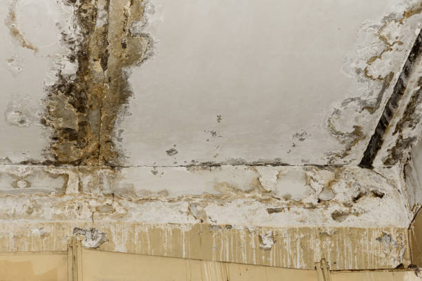 Trusted Hurley, NM Water damage restoration Experts